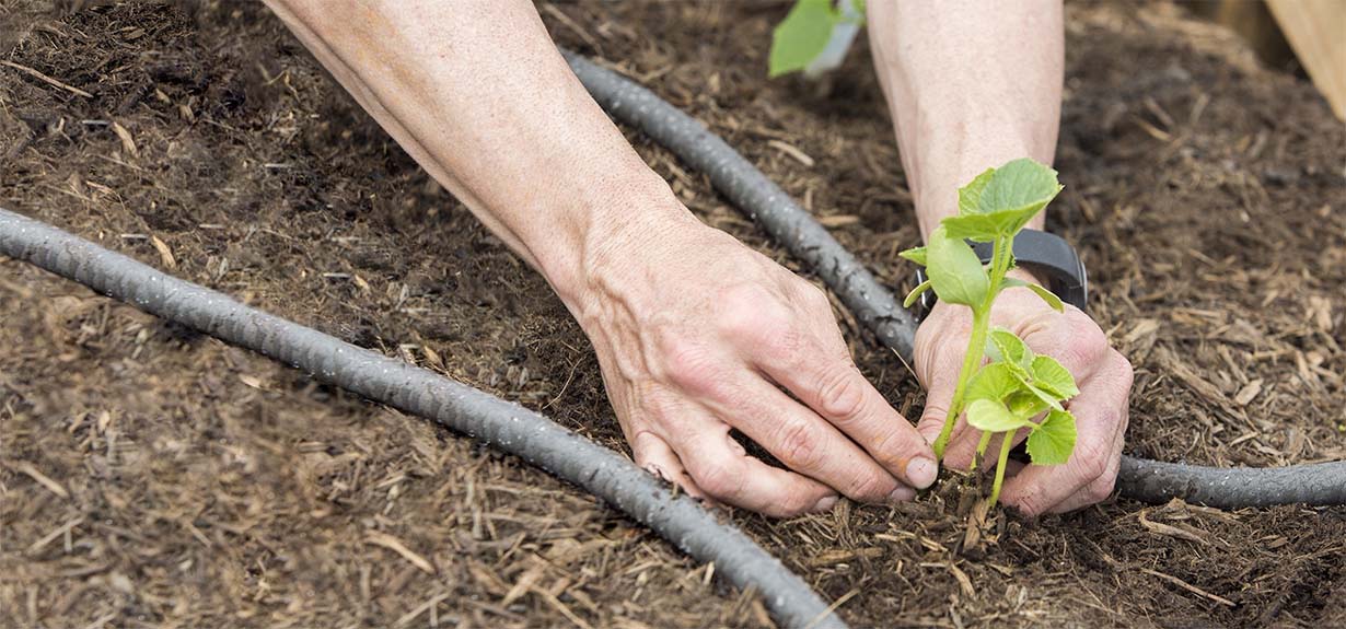 Hands planting tree