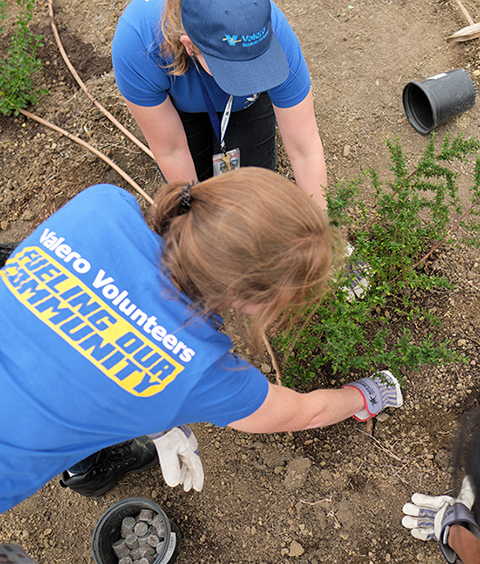 Two volunteers bent over planting a tree