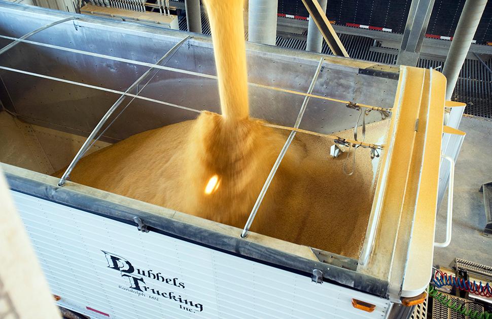 Filling Truck with corn for processing