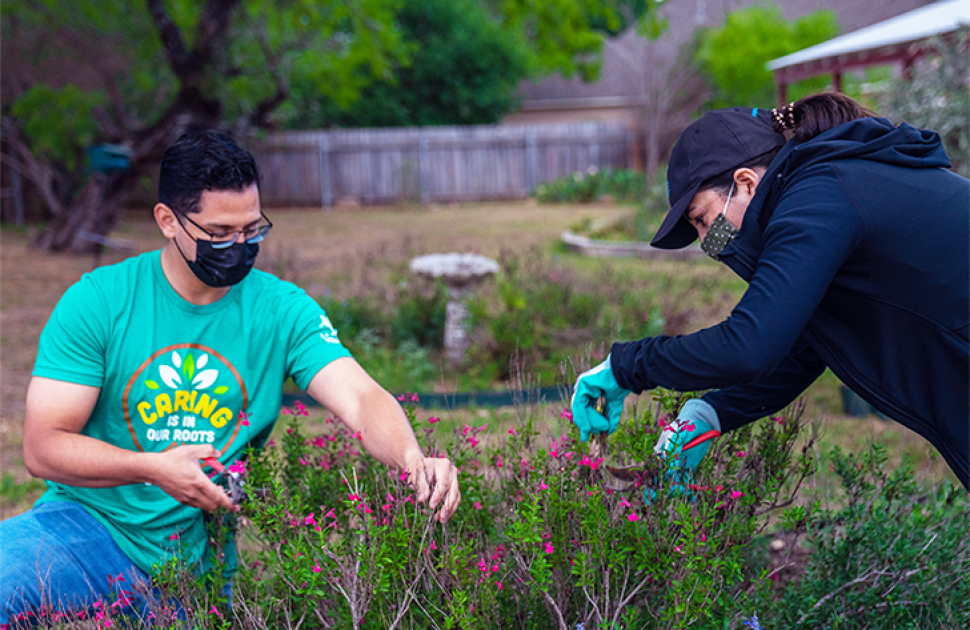 Volunteers prune a bush.