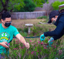 Volunteers prune a bush.